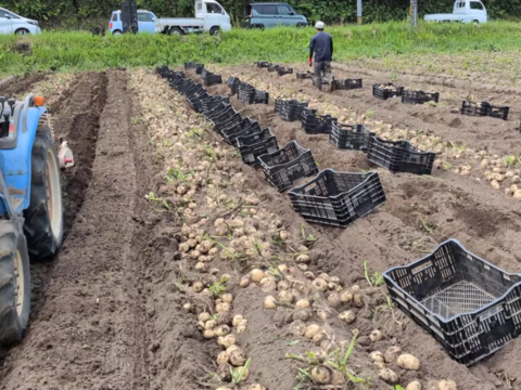 かごしまの新じゃがいもスタート！おいしいと定評のある　じゃがいも　ニシユタカ　10ｋｇ　訳あり　2026年春産　訳ありたくさん出てお安めで　洗って　スポンゴスポラそうか病　有機JAS　そのやま農園