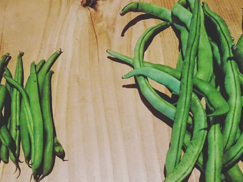 【大好評！本当に美味しい】自然栽培ケンタッキーいんげん（1kg）