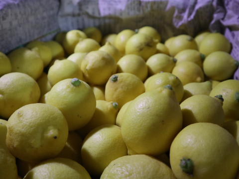 【季節外でもフレッシュな味わい！】冷蔵貯蔵の貯蔵レモン ワックス・除草剤不使用の皮ごと楽しめる国産リスボンレモン（4kg・冷蔵便）