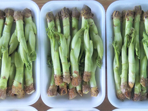 ラスト１セット ３ ２６発送できます ｓｓサイズ少し小さ目の山菜の王様 タラの芽 天ぷらのレシピ付き タラの芽60gパック入を３パック 送料割安 ３６０円 徳島県産の野菜 食べチョク 産地直送 産直 お取り寄せ通販 農家 漁師から旬の食材を直送