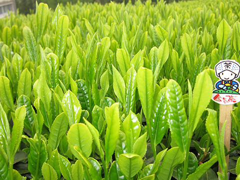 【母の日ギフト】名入れ承り!!【全国一律送料　ポストにお届け】〈2袋セット！〉 お湯はもちろん水出しも美味！　ひもつきティーバッグ　お試し4点セット2ケ×4種×2袋 農カード付！