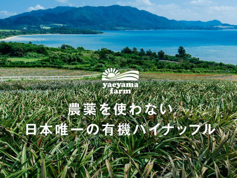 【日本唯一　有機パイナップル　限定20セット】石垣島産　有機JAS認証パイナップル（ハワイ種）3玉（約2.8㎏）