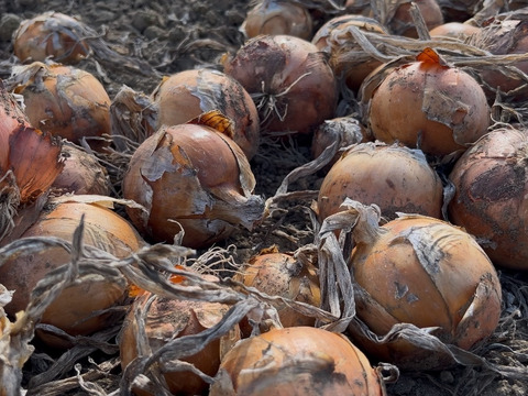 北海道産直播き『玉ねぎ🧅5kg‼️』肉厚で熱を通せば通すほど甘さ増す‼️
