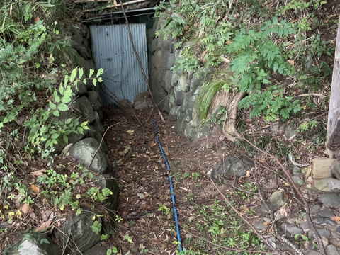 洞窟さつまいも　べにはるか　10kg  　熟成1ヶ月