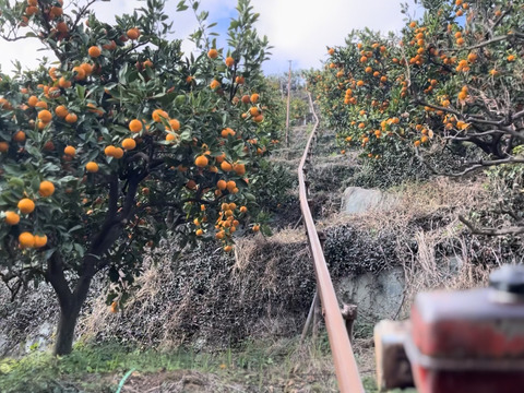 飲む柑橘！？【きよみオレンジ家庭用】春にお勧めの品種