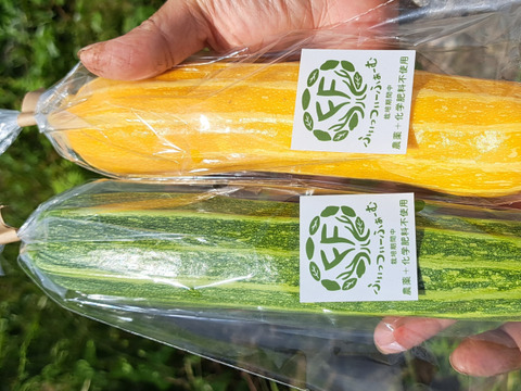 とっても可愛いズッキーニ「ゴールドマイン」/栽培期間中農薬、化学肥料不使用/1.3～1.5Kg/5,6本前後