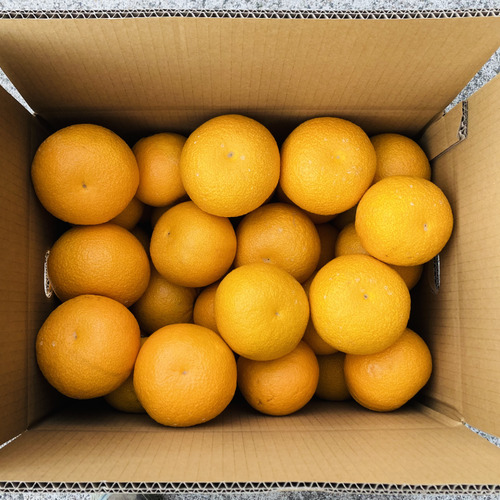 苦味なく濃厚あまーーい完熟木成り八朔10キロ