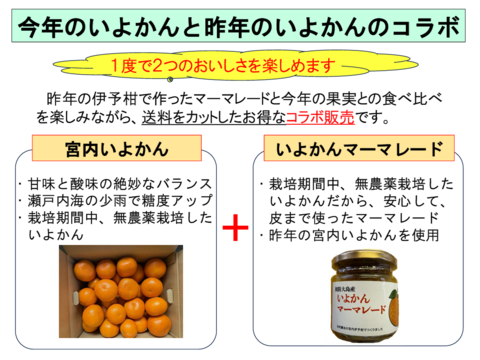 今年のいよかんと昨年のマーマレードのコラボ販売
（いよかん約５Kg＋マーマレード200ｇ）