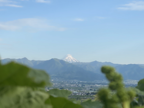 希少品種限定品『富士の輝』1kg 『サンシャインレッド粒入り』(8粒)　限定30