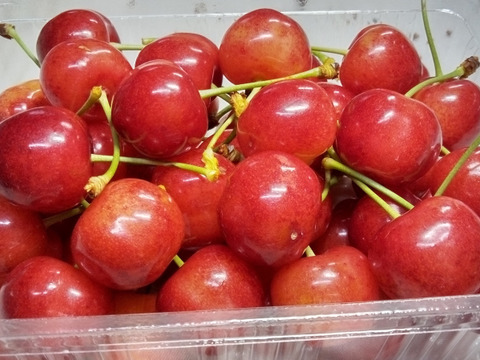 【発送は６月中旬～】さくらんぼ 紅さやか３５０ｇ×２(お家用)「甘酸っぱいのが好みの方にオススメ!!」