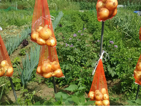 常温便🥔🥔🥔じゃがいもと玉ねぎのセット✨️✨️✨️ニンニクつき🧄✨✨✨【数量限定各４kg❗❗】子供に食べさせたいばぁばのモノスゴイ野菜😋🍠🍠✨✨✨