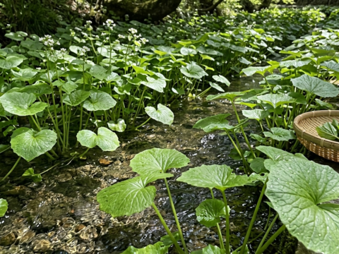 「四万十の春をそのままお届け」清流の恵みを凝縮した、天然山菜3点セット【四万十清流山菜】