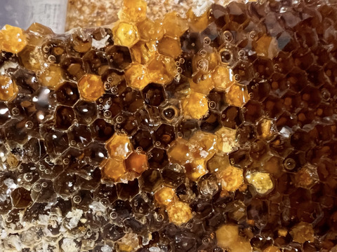 野生日本蜜蜂　花粉蜜【非加熱の生はちみつ】1個50g