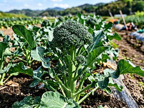 栄養たっぷり、スティックセニョール2k