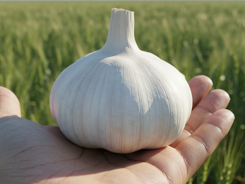 【11月限定】にんにくの王様　青森にんにく『白玉王』特大バラにんにく(500g)