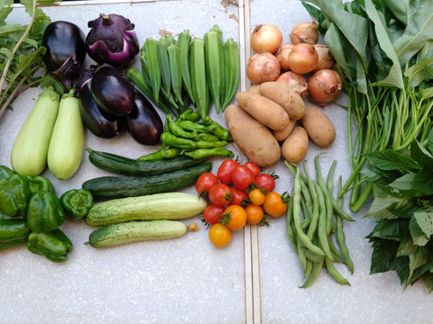 ギュッとお得用セットＭサイズ(約10品)