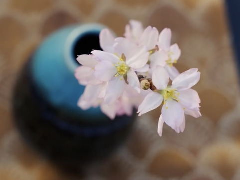 【桜の花束】あと少し！ボリュームたっぷりな桜をご自宅に飾ってみませんか？