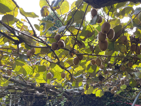 国東半島の地下水で育った栄養満点のキウイを直接お届け！『国東産キウイ』（ワケあり）小玉　中玉　ヘイワード4kg  （50〜70個）