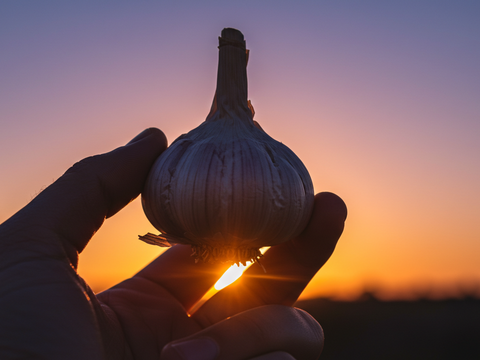 【11月限定】にんにくの王様　青森にんにく『白玉王』特大バラにんにく(500g)