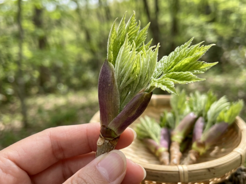 「四万十の春をそのままお届け」清流の恵みを凝縮した、天然山菜3点セット【四万十清流山菜】