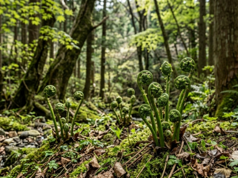 「四万十の春をそのままお届け」清流の恵みを凝縮した、天然山菜3点セット【四万十清流山菜】