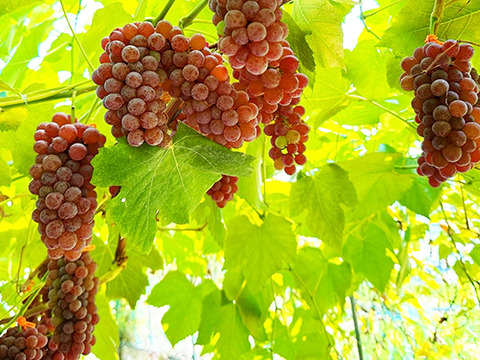 【ドライフルーツ】凝縮された甘さ！軸付き干しぶどう（デラウェア、約100g）