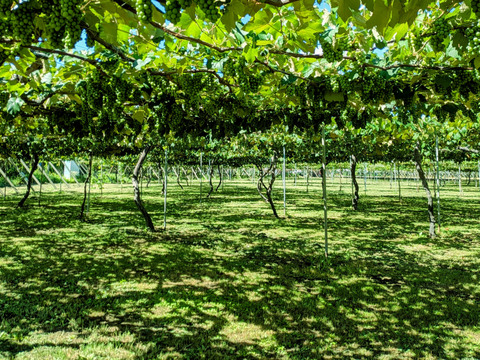 長野県産　サニールージュ３～４房入　種無し