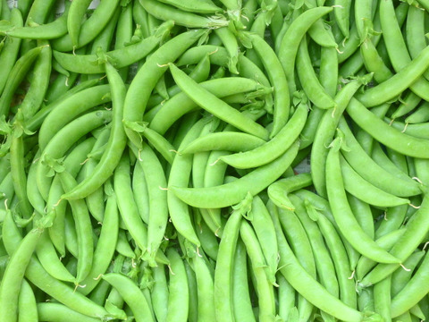 カラフル！旬の野菜セット～農薬/化学肥料・不使用