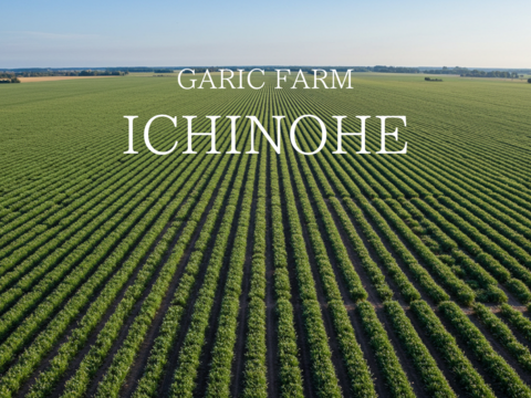 【農家体験！】にんにくの王様　青森にんに『白玉王』の“生”にんにく特大玉2kg
「生にんにく、食べたことありますか？」【贈答用～特別に感謝している人への特別な贈り物～】