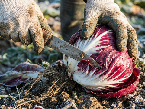北イタリア伝統の冬野菜！トレビス（ラディッキオ）　1個（約350g前後）