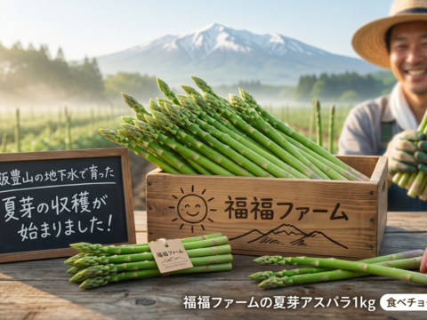 【今が旬！極上の夏芽】飯豊山の雪解け水が育んだ、朝どれ生アスパラガス1kg！