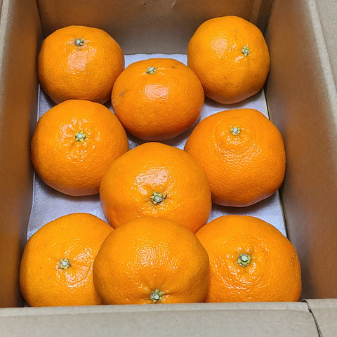 甘平　愛媛県産　みかん　家庭用　20 キロ みかんGP2026 甘平賞受賞🏆】甘平2kg（ご家庭用）：愛媛県のレビュー