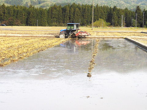 新潟産【こしひかり】1㎏×2袋と【新之助】1㎏×1袋と【恋の予感】1㎏×1袋の3品種で4袋と【縁結び】300ｇ×1袋と【ひとめぼれ】300ｇ×1袋の合計6袋での4.6㎏です