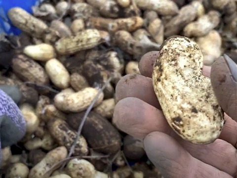 【自然栽培🍀落花生おおまさり(生)1Kg】採りたてをお届け！