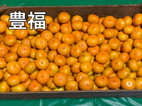 【期間限定・極早生みかん食べ比べ】『ゆら早生』・『豊福』5kg