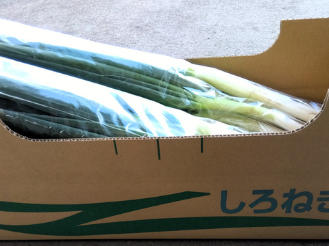 採れたて！　甘い富山県産長ネギ（安清ねぎ）2kg（10~18本）