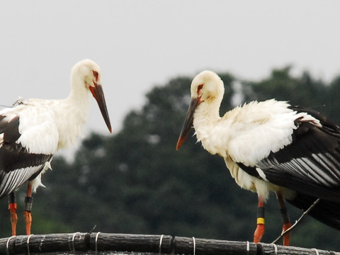 コウノトリ舞いおりるコシヒカリ 特別栽培米 六方銀米 7ぶづき米 5ｋｇ