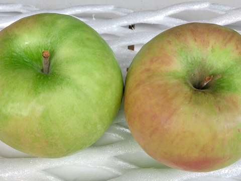 りんごおためし3種セット （B品2㎏）
