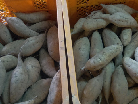 さつまいも　いずみ13号　自然栽培、肥料農薬不使用、自家採種1.5㎏