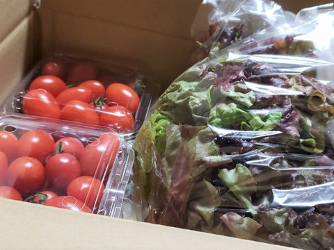 【販売終了】【朝採れ！】 サニーレタスとミニトマトのサラダセット♪ 1.2kg