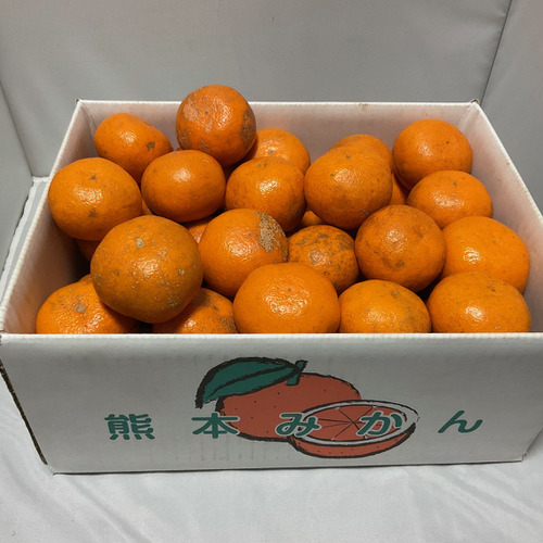 『レギュラー』熊本濃くみかん　甘さと酸味のバランスが絶品！　Mサイズ　5kg