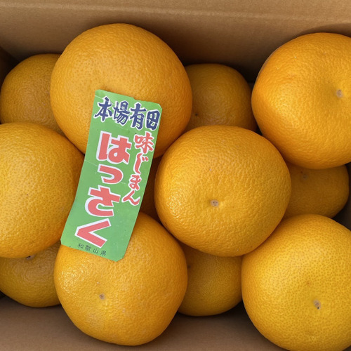 和歌山県産 早生八朔(はっさく) 大玉サイズ4L 12個入り