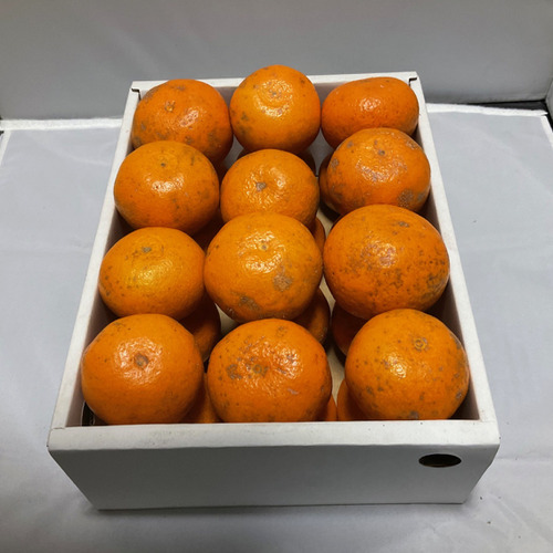 『期間限定お試し』熊本濃くみかん　甘さと酸味のバランスが絶品！　サイズLMS混合　2.5kg