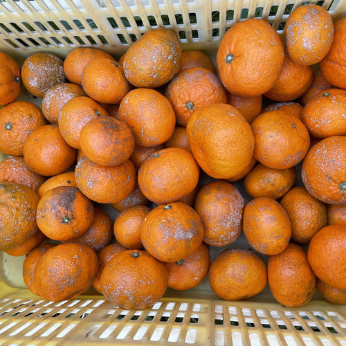 【訳あり】😊貯蔵蔵出しでまろやかに！コクのある青島みかん５kg