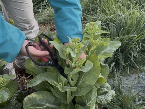 白菜の菜花500g【農薬不使用、化学・有機肥料不使用】