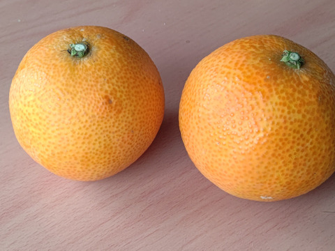 果試２８号★家庭用4.3K