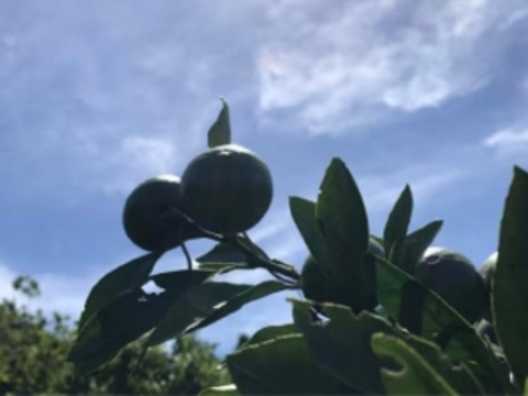 【訳ｱﾘ小玉！はれひめ】【爽やかなオレンジの香りとジューシーさ！！】爽やかな果汁たっぷりで糖度も高い✨はれひめみかん約2.5㎏ 酸味が苦手な方も！皆さん大好き小玉です♪