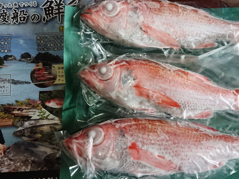 高級魚！徳島宍喰産活け〆ノドグロ‼️1匹300g超え‼️約1kg【冷凍】※4月または5月発送になります。