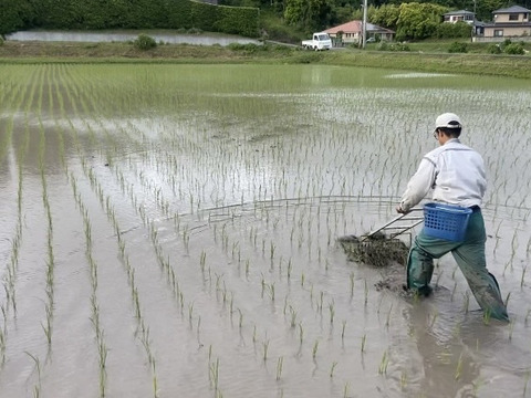 ひとめぼれ 玄米5㎏　農薬・肥料不使用　天日干し！