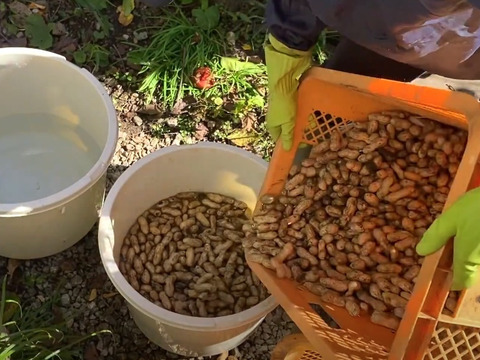 【自然栽培🍀落花生おおまさり(生)1Kg】採りたてをお届け！